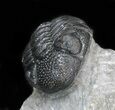 Sweet Hollardops & Austerops Trilobite Association #40139-3